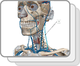 Head and Neck Veins and Venous Sinuses