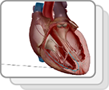 Conduction cardiaque