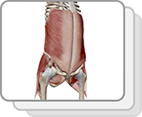 Lab Practical: Muscles of the Abdomen