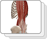 Lab Practical: Muscles of the Back and Spine
