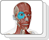 Lab Practical: Muscles of the Head and Neck