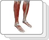 Lab Practical: Muscles of the Lower Limb