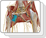 Lab Practical: Muscles of the Pelvis