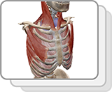 Lab Practical: Muscles of the Thorax