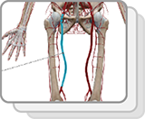 Arterien der unteren Extremität und des Beckens