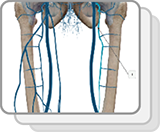 Vene degli arti inferiori e pelviche