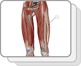 Lower Limb Muscles