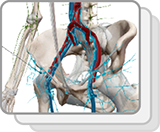 Lymphatic System