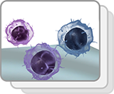 Lymphoid White Blood Cells (Functions)