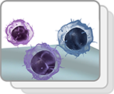 Lymphoid White Blood Cells (Functions)