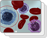 Lymphoid White Blood Cells (Structures)