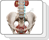 Urinspeicherung und -ausscheidung (M)