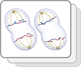 Meiosis (Structures)