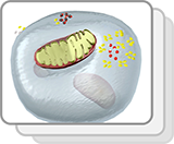 Mitochondrion—Cellular Respiration (Functions)