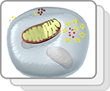 Mitochondrion—Cellular Respiration (Functions)