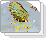 Mitochondrion—Cellular Respiration (Structures)