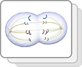 Mitosis (Structures)