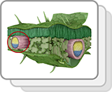 Monocot and Dicot Leaves (Functions)