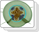 Monocot and Dicot Roots (Functions)