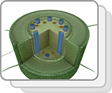 Monocot Root (Structures)