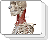 頚部および喉頭筋