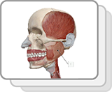 Oral Cavity