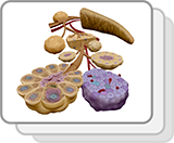 Acini e isolotti pancreatici