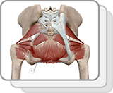 Muscles du plancher pelvien (F)