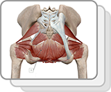 Pelvic Floor Muscles (F)