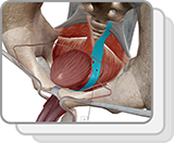 Beckenbodenmuskulatur (M)