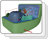 Plant Cell (Functions)