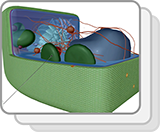 Plant Cell (Structures)