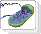 Prokaryotic Chromosome (Functions)
