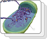 Prokaryotic Chromosome (Structures)