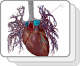 Circulation pulmonaire