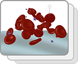 Red Blood Cells and Platelets (Structures)