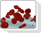 Red Blood Cells and Platelets (Functions)