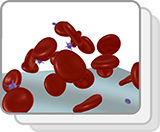 Red Blood Cells and Platelets (Functions)