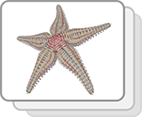 Sea Star (Structures)