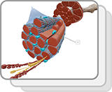 Skeletal Muscle