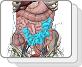 Small and Large Intestines