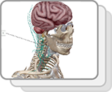 Rückenmark und Spinalnerven