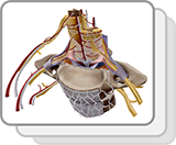 Sección transversal de la médula espinal