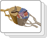 Spinal Cord Cross Section