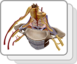 Vascolarizzazione del midollo spinale