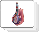 Testicule