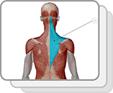 Thoracic Muscles