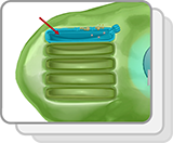 Thylakoid and Stroma—Photosynthesis (Functions)