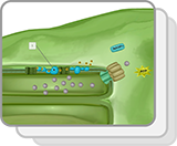 Thylakoid and Stroma—Photosynthesis (Structures)