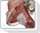 Tongue and Mastication Muscles